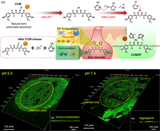 CCM@ZIF loaded microneedle release mechanism